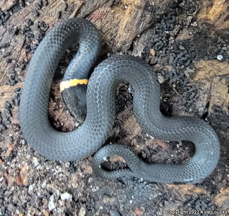 Ring-necked Snake (Diadophis punctatus)