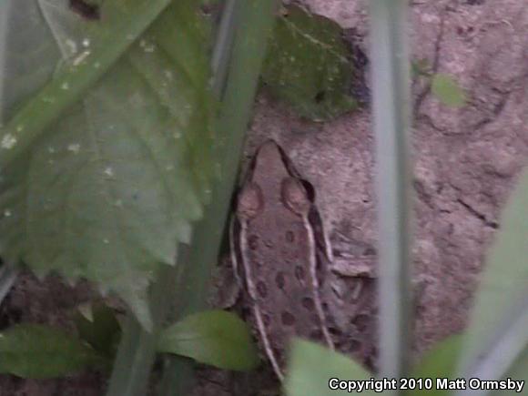 Southern Leopard Frog (Lithobates sphenocephalus)