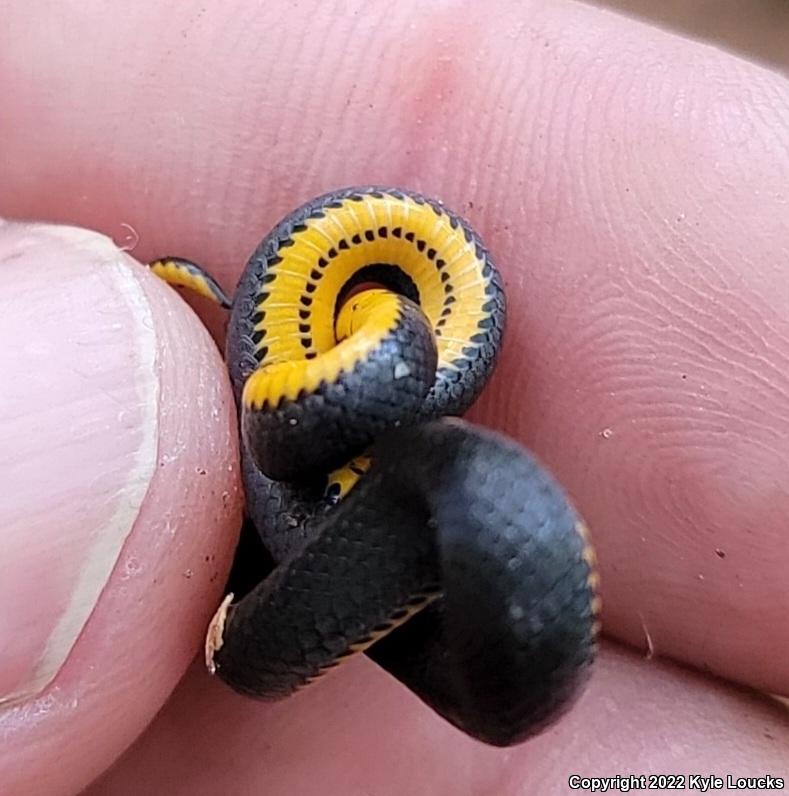 Ring-necked Snake (Diadophis punctatus)