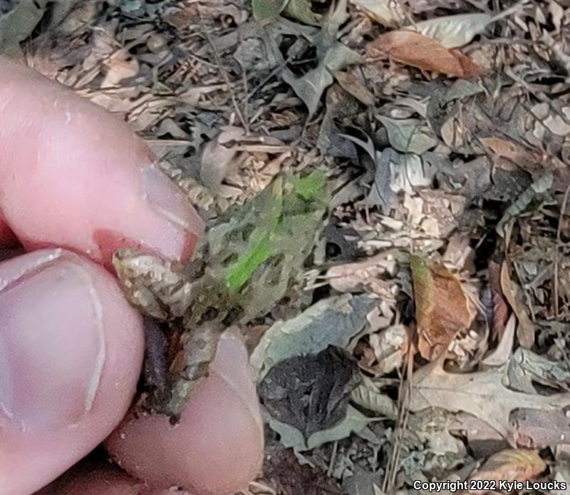 Eastern Cricket Frog (Acris crepitans crepitans)