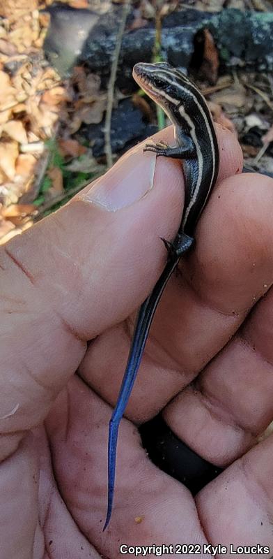 Five-lined Skink (Plestiodon fasciatus)