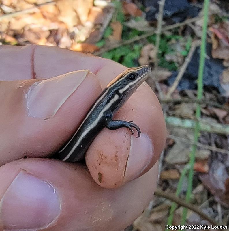 Five-lined Skink (Plestiodon fasciatus)