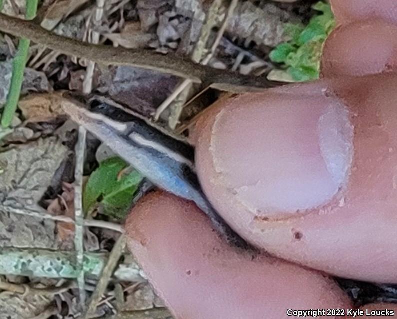 Five-lined Skink (Plestiodon fasciatus)