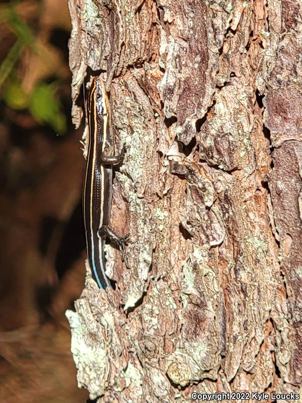 Five-lined Skink (Plestiodon fasciatus)