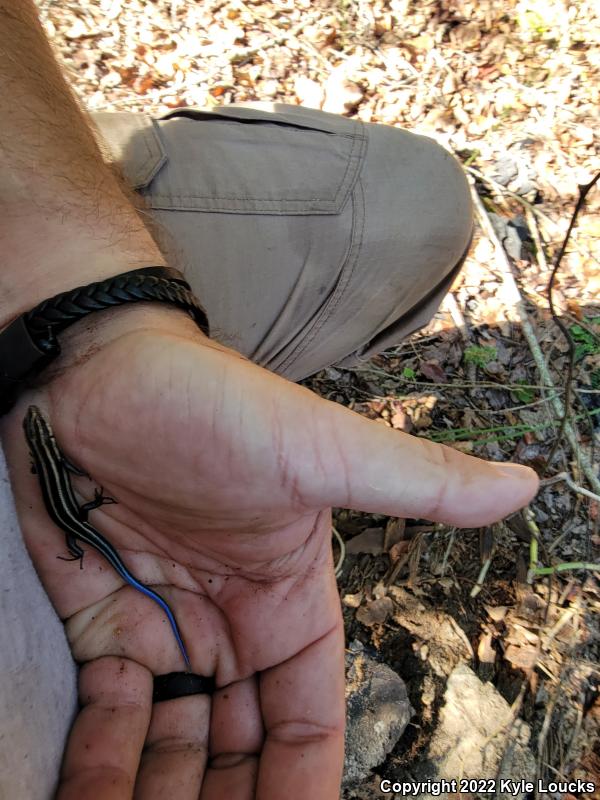 Five-lined Skink (Plestiodon fasciatus)