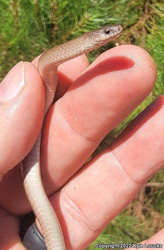 Eastern Smooth Earthsnake (Virginia valeriae valeriae)