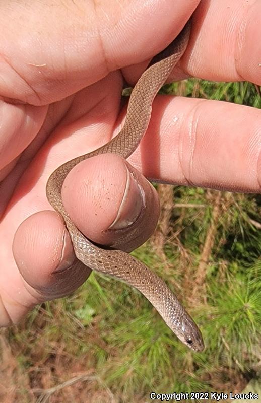 Eastern Smooth Earthsnake (Virginia valeriae valeriae)