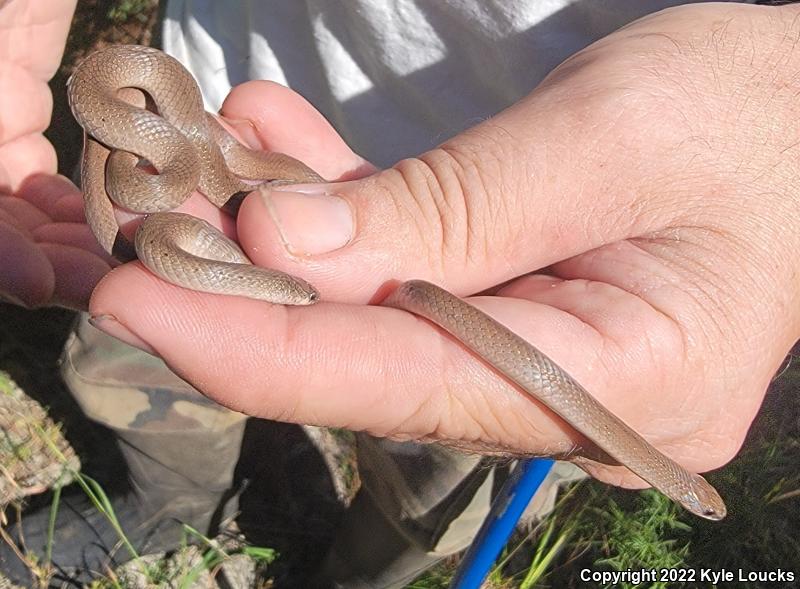 Eastern Smooth Earthsnake (Virginia valeriae valeriae)