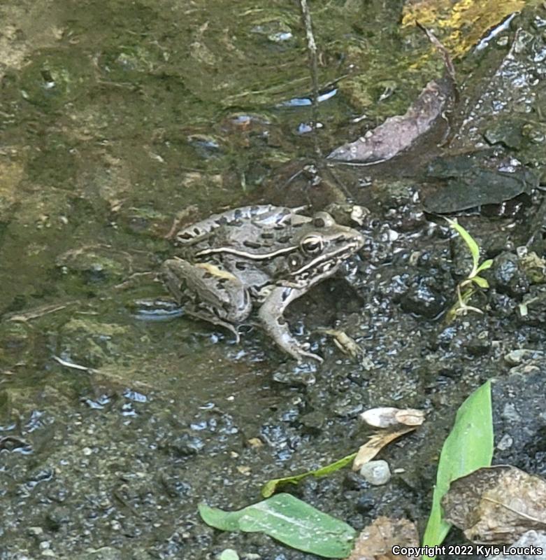 Southern Leopard Frog (Lithobates sphenocephalus utricularius)