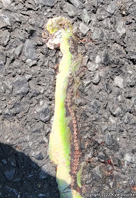 Northern Rough Greensnake (Opheodrys aestivus aestivus)