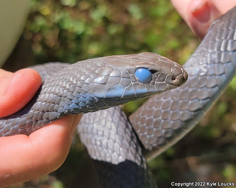 Northern  Black Racer (Coluber constrictor constrictor)