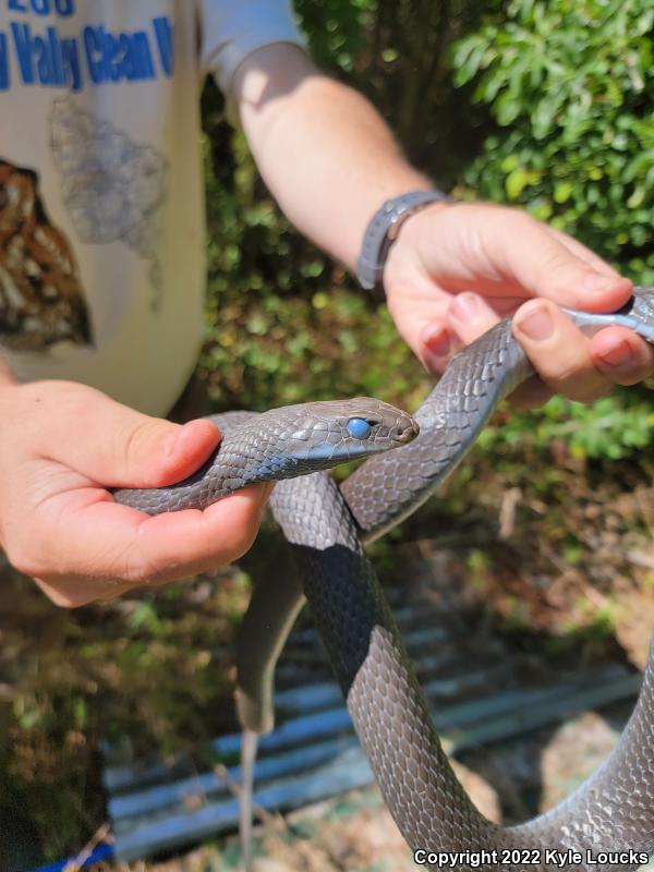 Northern  Black Racer (Coluber constrictor constrictor)