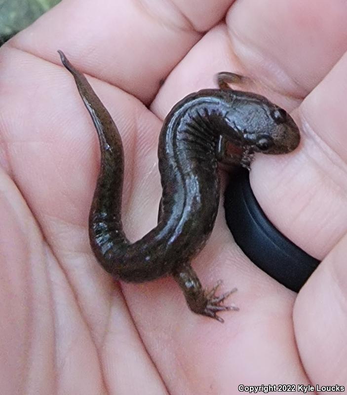 Northern Dusky Salamander (Desmognathus fuscus)