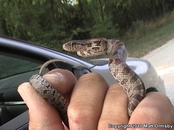 Prairie Kingsnake (Lampropeltis calligaster calligaster)