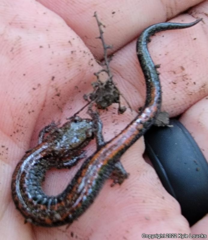 Eastern Red-backed Salamander (Plethodon cinereus)