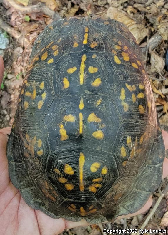 Eastern Box Turtle (Terrapene carolina carolina)