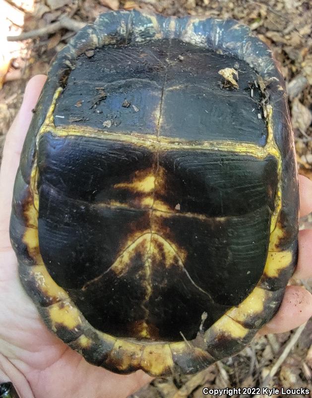 Eastern Box Turtle (Terrapene carolina carolina)