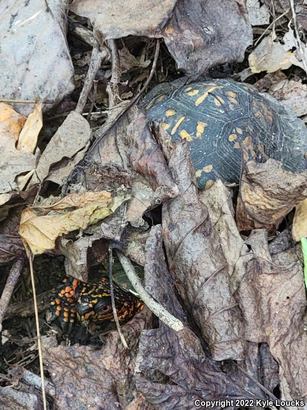 Eastern Box Turtle (Terrapene carolina carolina)