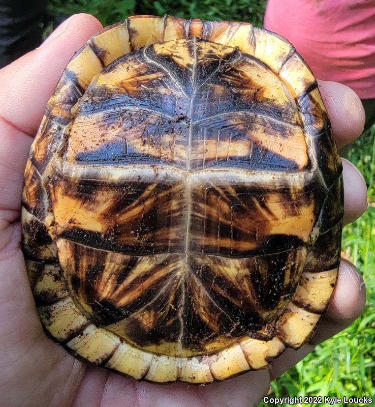 Eastern Box Turtle (Terrapene carolina carolina)