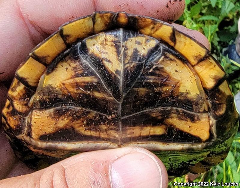 Eastern Box Turtle (Terrapene carolina carolina)