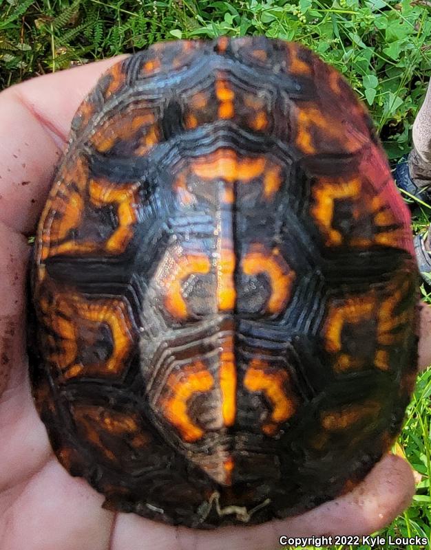 Eastern Box Turtle (Terrapene carolina carolina)