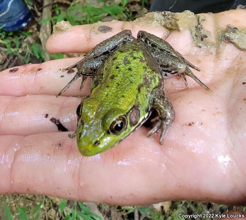 Northern Green Frog (Lithobates clamitans melanota)