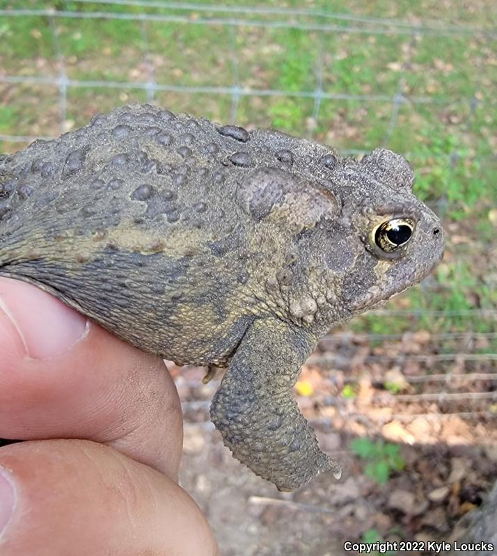 Eastern American Toad (Anaxyrus americanus americanus)