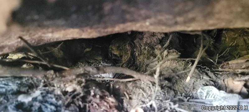 Timber Rattlesnake (Crotalus horridus)