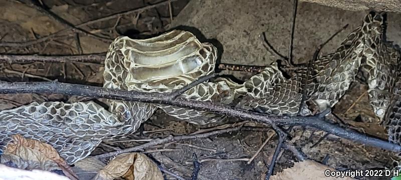 Timber Rattlesnake (Crotalus horridus)