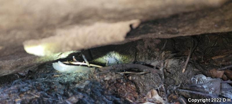 Timber Rattlesnake (Crotalus horridus)