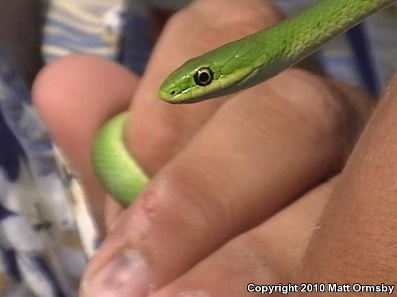 Northern Rough Greensnake (Opheodrys aestivus aestivus)