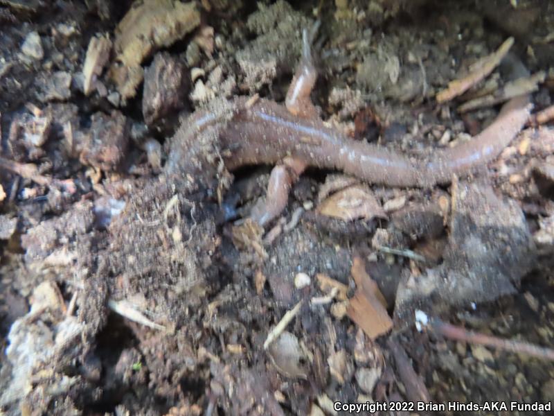 Monterey Ensatina (Ensatina eschscholtzii eschscholtzii)