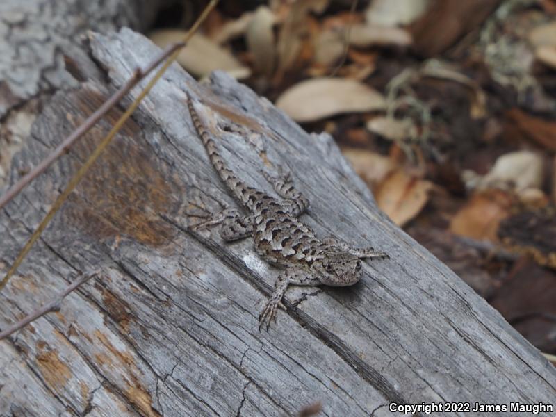 Coast Range Fence Lizard (Sceloporus occidentalis bocourtii)