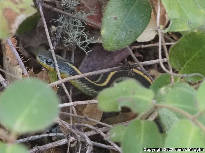 Santa Cruz Gartersnake (Thamnophis atratus atratus)