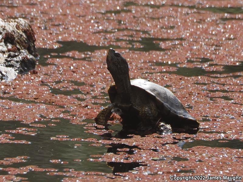 Western Pond Turtle (Actinemys marmorata)