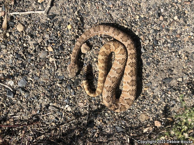 Panamint Rattlesnake (Crotalus stephensi)