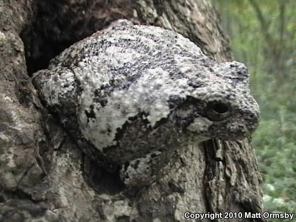 Gray Treefrog (Hyla versicolor)