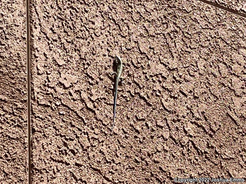 New Mexico Whiptail (Aspidoscelis neomexicana)