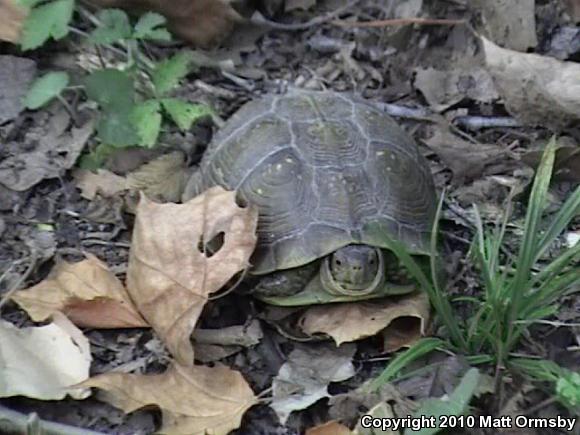 Three-toed Box Turtle (Terrapene carolina triunguis)