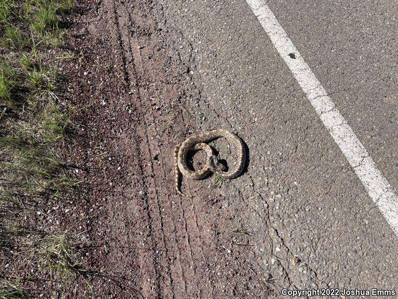 Sonoran Gopher Snake (Pituophis catenifer affinis)