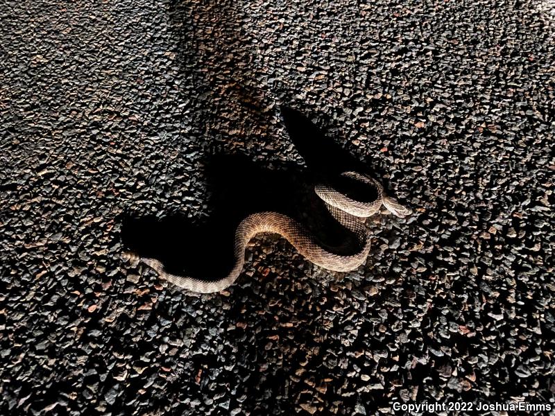 Prairie Rattlesnake (Crotalus viridis)