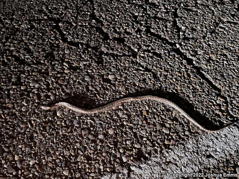 Painted Desert Glossy Snake (Arizona elegans philipi)