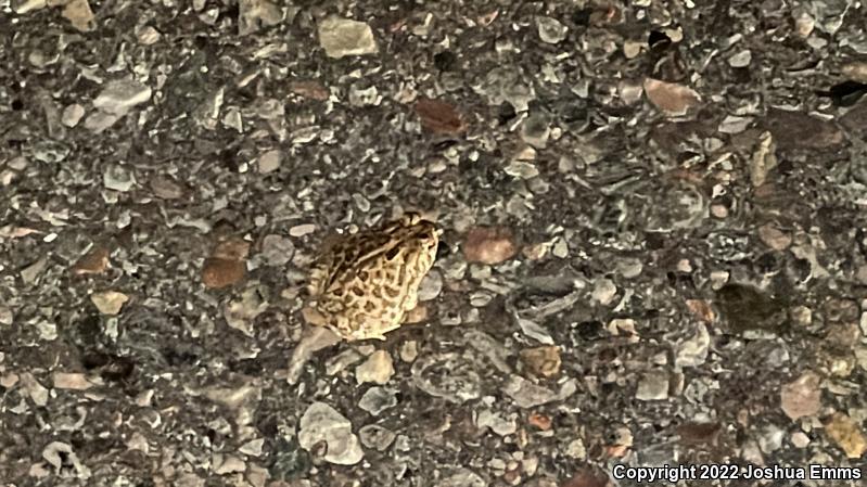 Great Plains Toad (Anaxyrus cognatus)