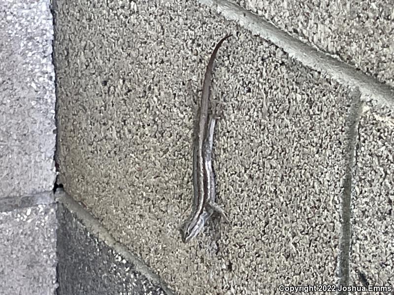 Southwestern Fence Lizard (Sceloporus cowlesi)