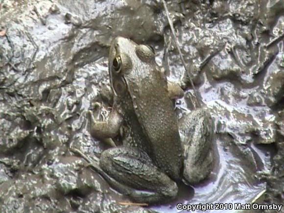 Green Frog (Lithobates clamitans)