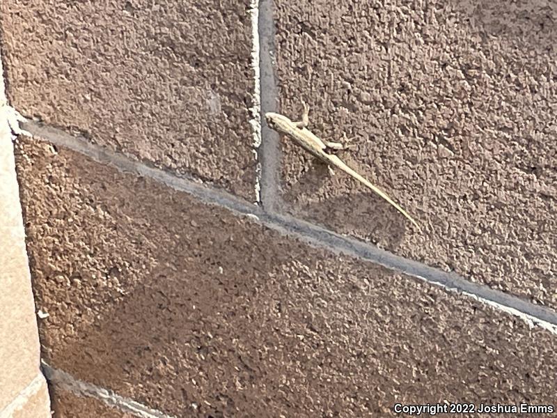 Eastern Side-blotched Lizard (Uta stansburiana stejnegeri)