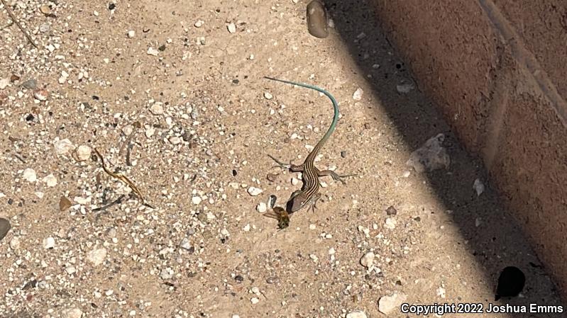 New Mexico Whiptail (Aspidoscelis neomexicana)