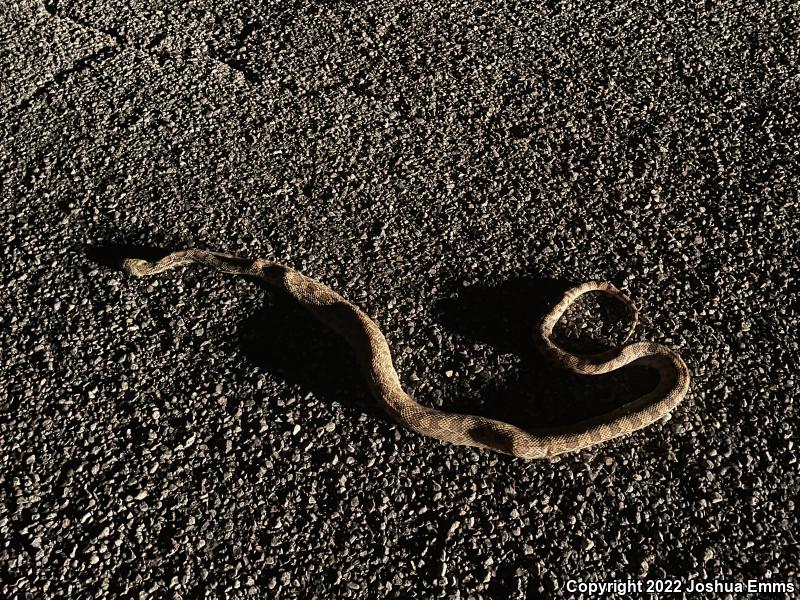 Sonoran Gopher Snake (Pituophis catenifer affinis)