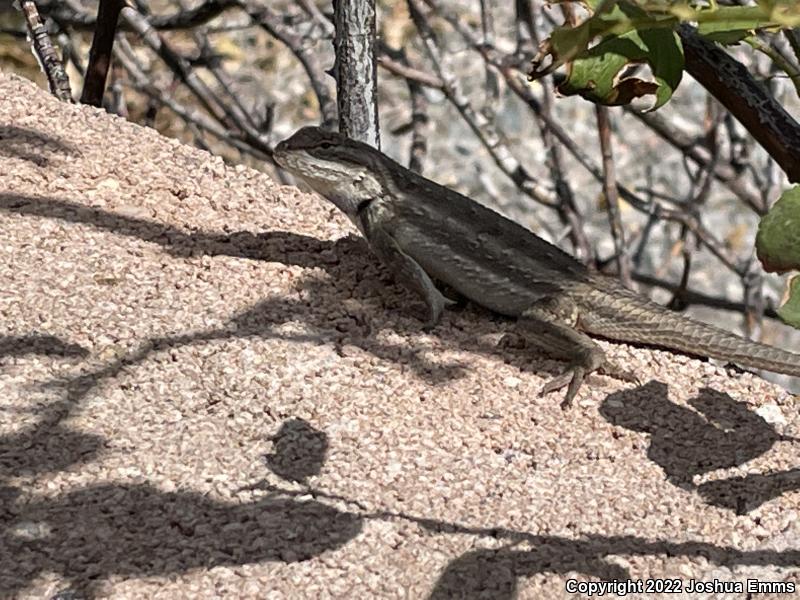 Southwestern Fence Lizard (Sceloporus cowlesi)