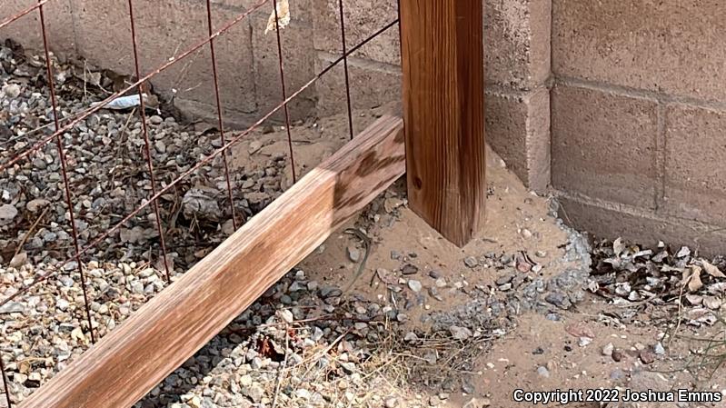 New Mexico Whiptail (Aspidoscelis neomexicana)